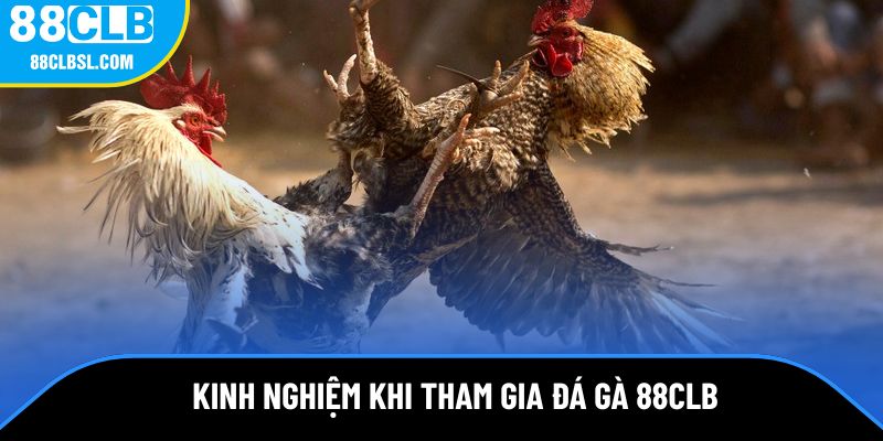 Kinh nghiệm khi tham gia đấu kê tại 88CLB Kinh nghiệm khi tham gia đấu kê