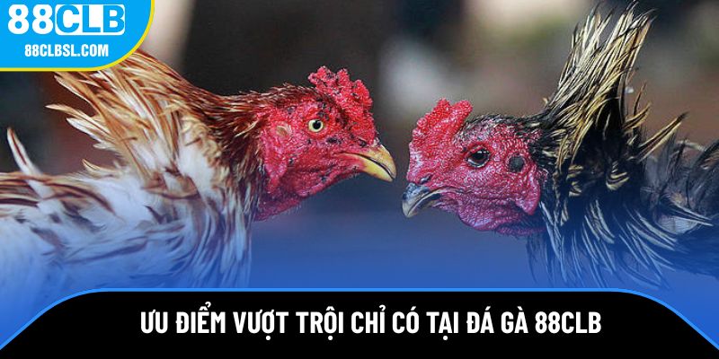 Điểm nổi bật vượt trội chỉ có tại đá gà 88CLB Điểm nổi bật vượt trội chỉ có tại đá gà 88CLB
